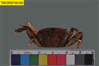 藏品(萬歲大眼蟹)的圖片